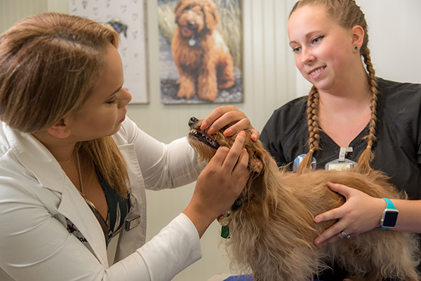 Pet Dentistry in Raleigh, NC Pet Dentistry in Raleigh, NC