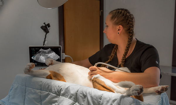 Pet Ultrasound in Raleigh, NC