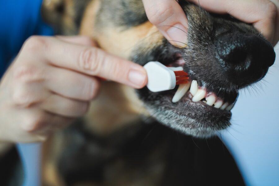 Vet brushing teeth of dog