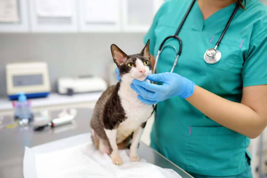 Understanding Personalized Care Plans: How Pet Wellness Do Clinics Tailor Treatments For Each Unique Pet?