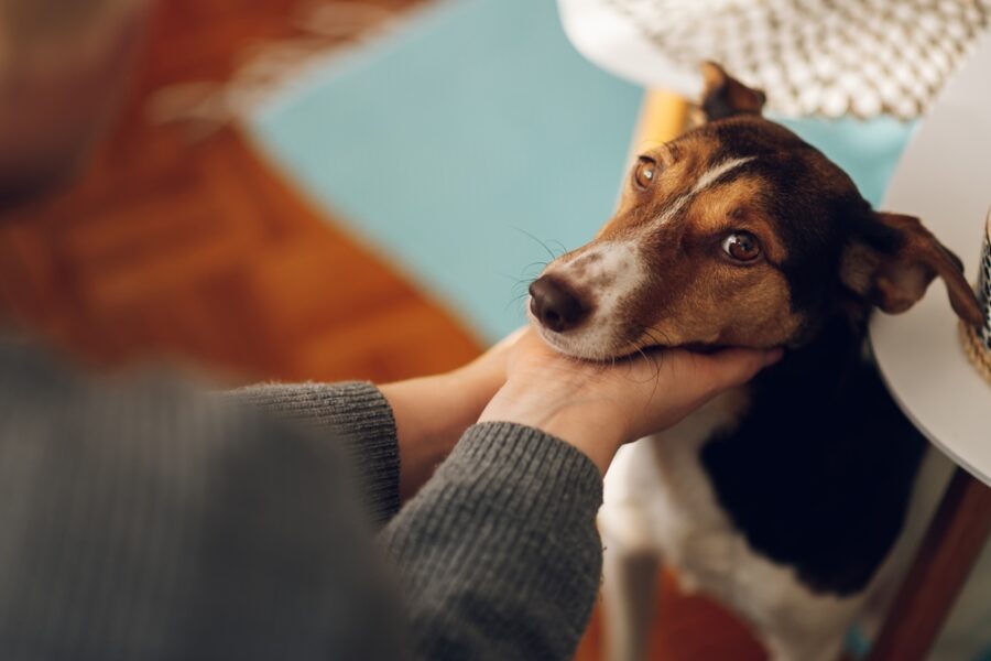 Person holding dog's head