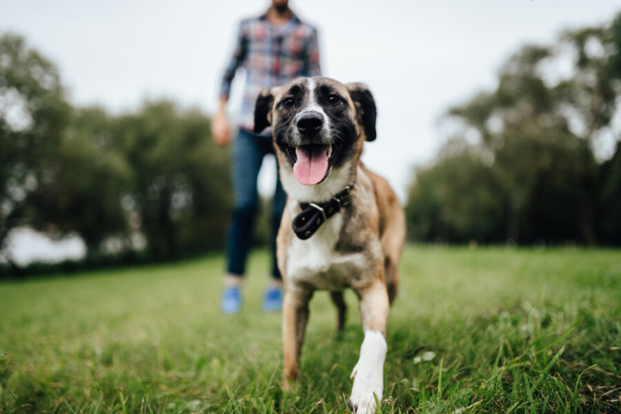 Senior dog playing outdoors