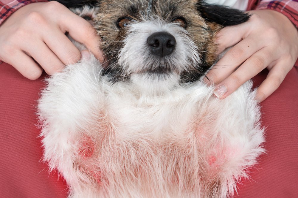 Understanding Canine Skin Disorders