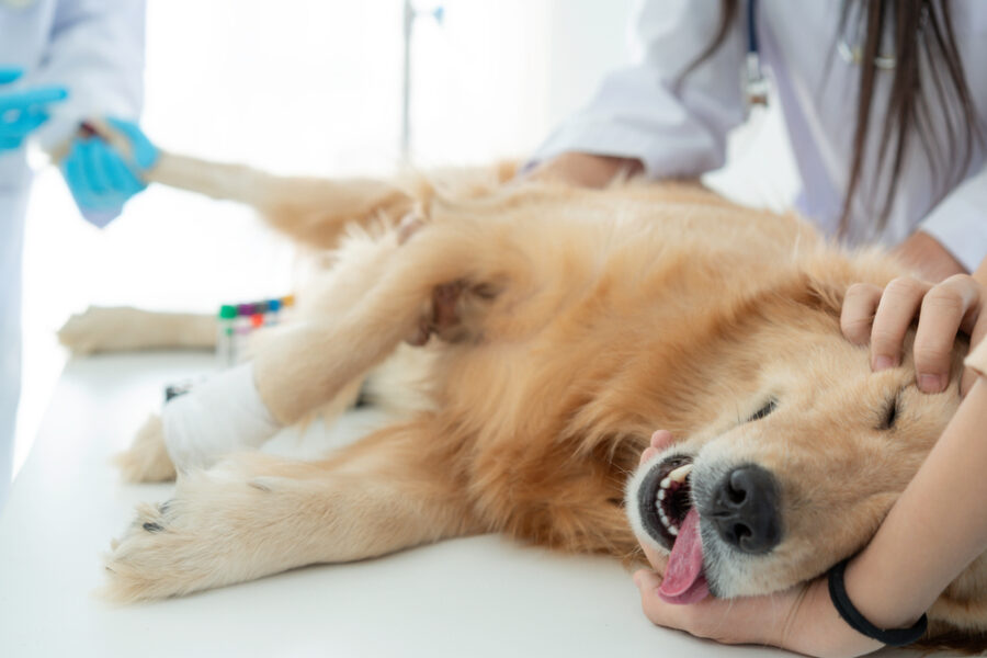 A golden retriever lying on a veterinary table receiving treatment from veterinarians, preparing for TPLO surgery. - TPLO Surgery