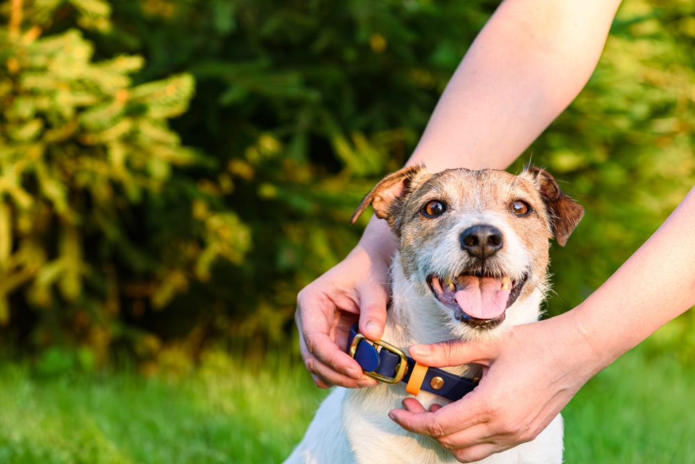 What vaccines do dogs need? 4 Essential Dog Vaccines