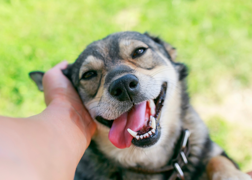Dental treatment for dog - Pet Dentistry in Raleigh, NC Dental treatment for dog - Pet Dentistry in Raleigh, NC