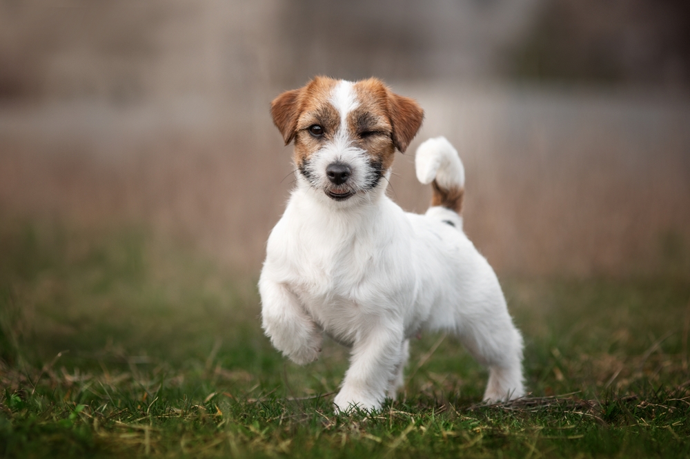 Creedmoor Road Animal Hospital